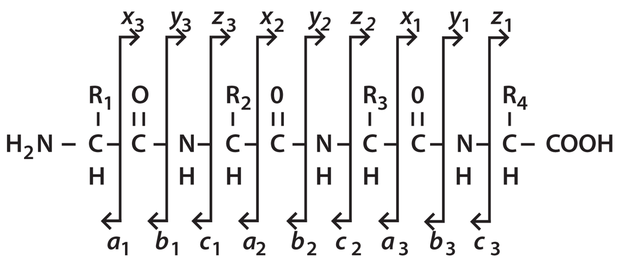 Peptide Sequencing with Electrospray LC/MS Part 1 Ion Types and